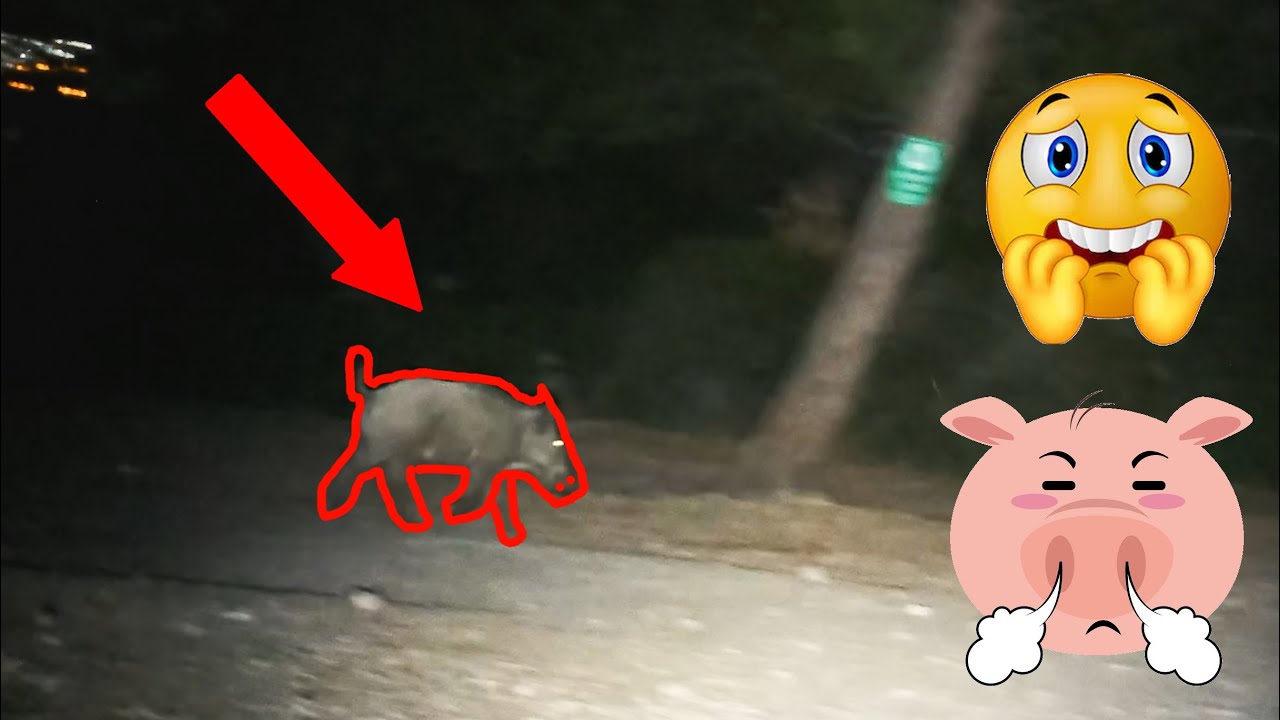 Am avut MUSAFIRI la mijloc de noapte!!! Ne-am pi*at de frica!