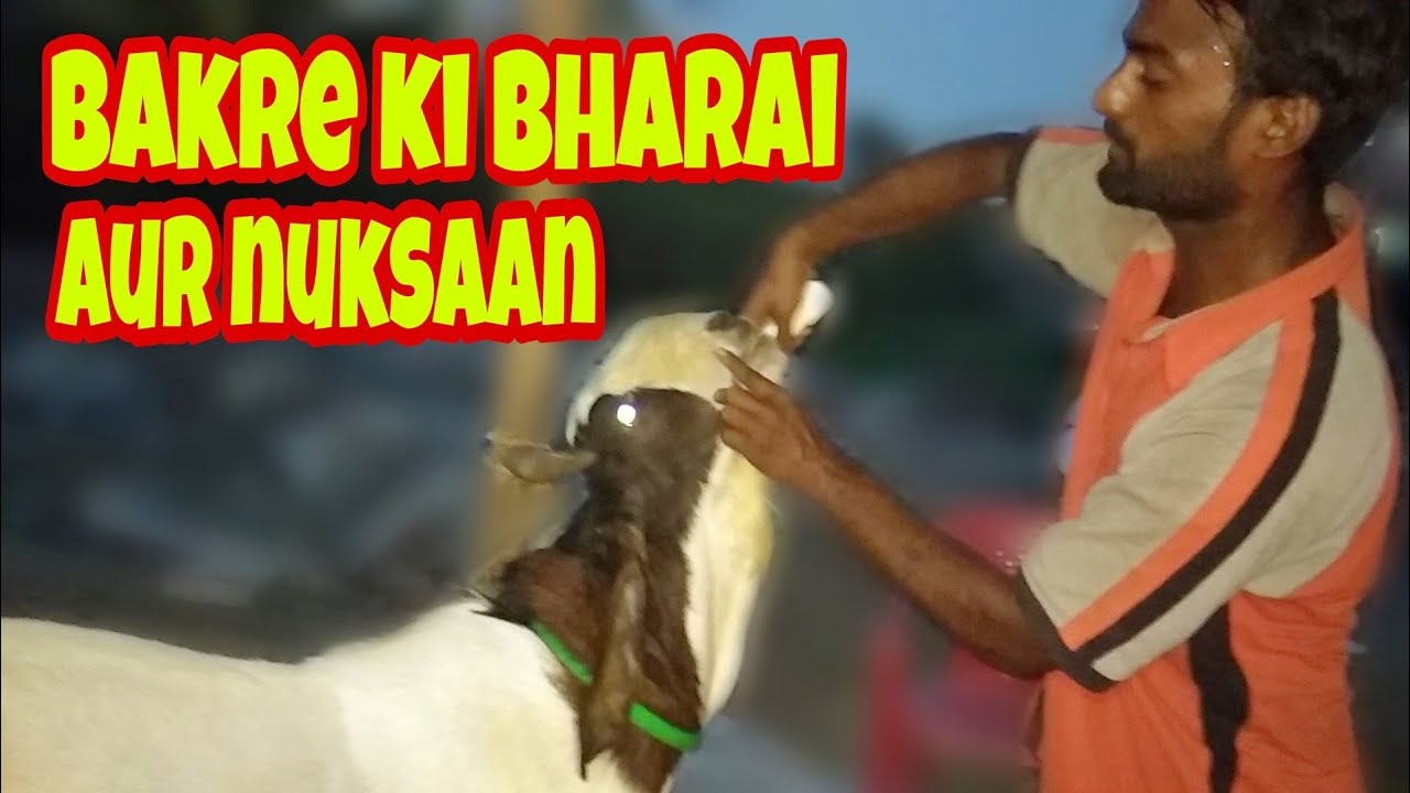 Bakre ki Bharai Nahi Karni Chahiye aur Nuksaan kya hai | बकरे की भराई, और उसके नुकसान