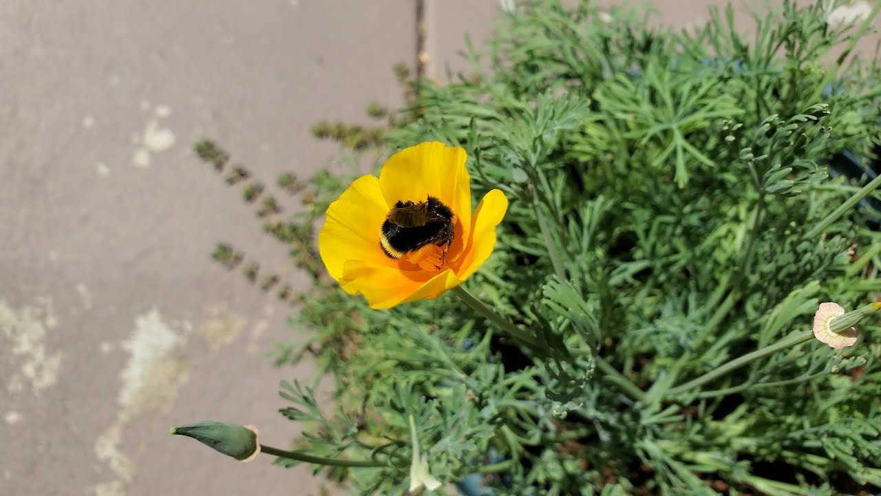 Growing California Poppies from Seeds, Days 92-157 FINALE