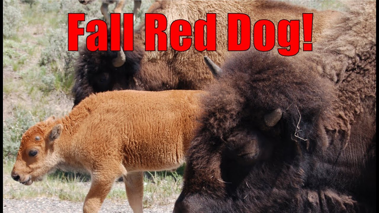 So Unusual! Red Dog Born In Yellowstone In October!