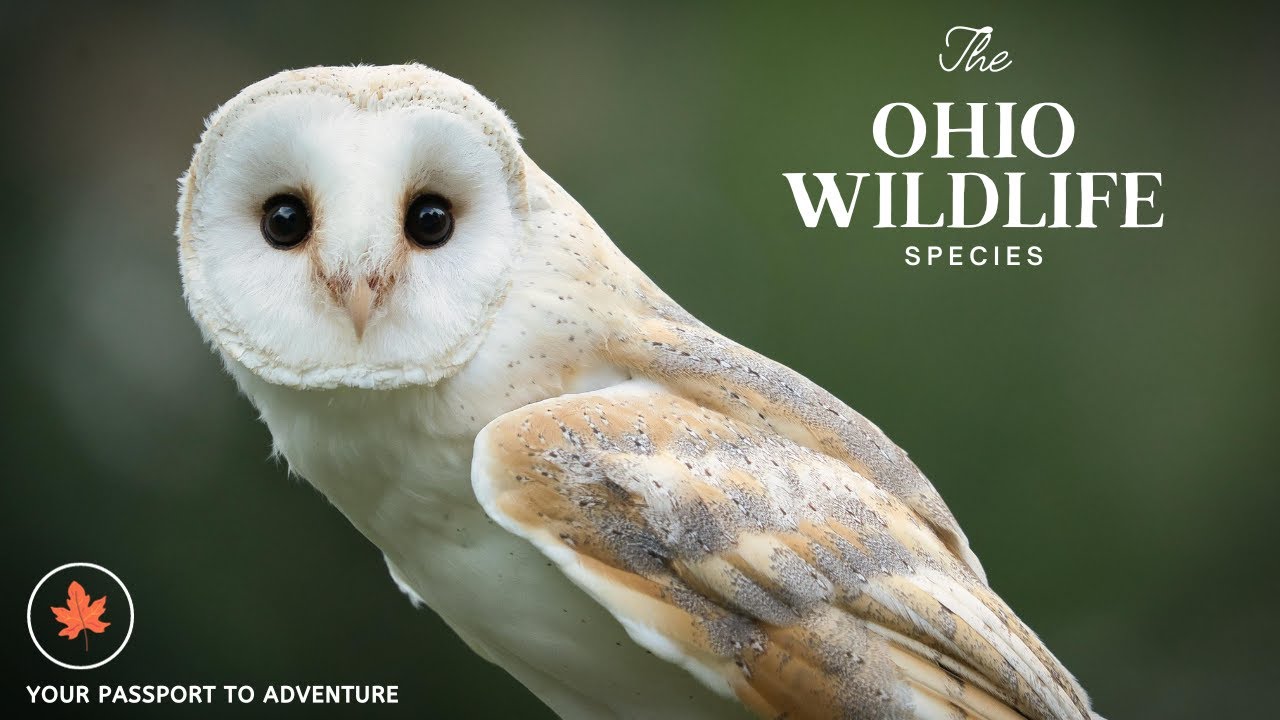 Ohio's Wildlife: A Tapestry of Nature's Wonders