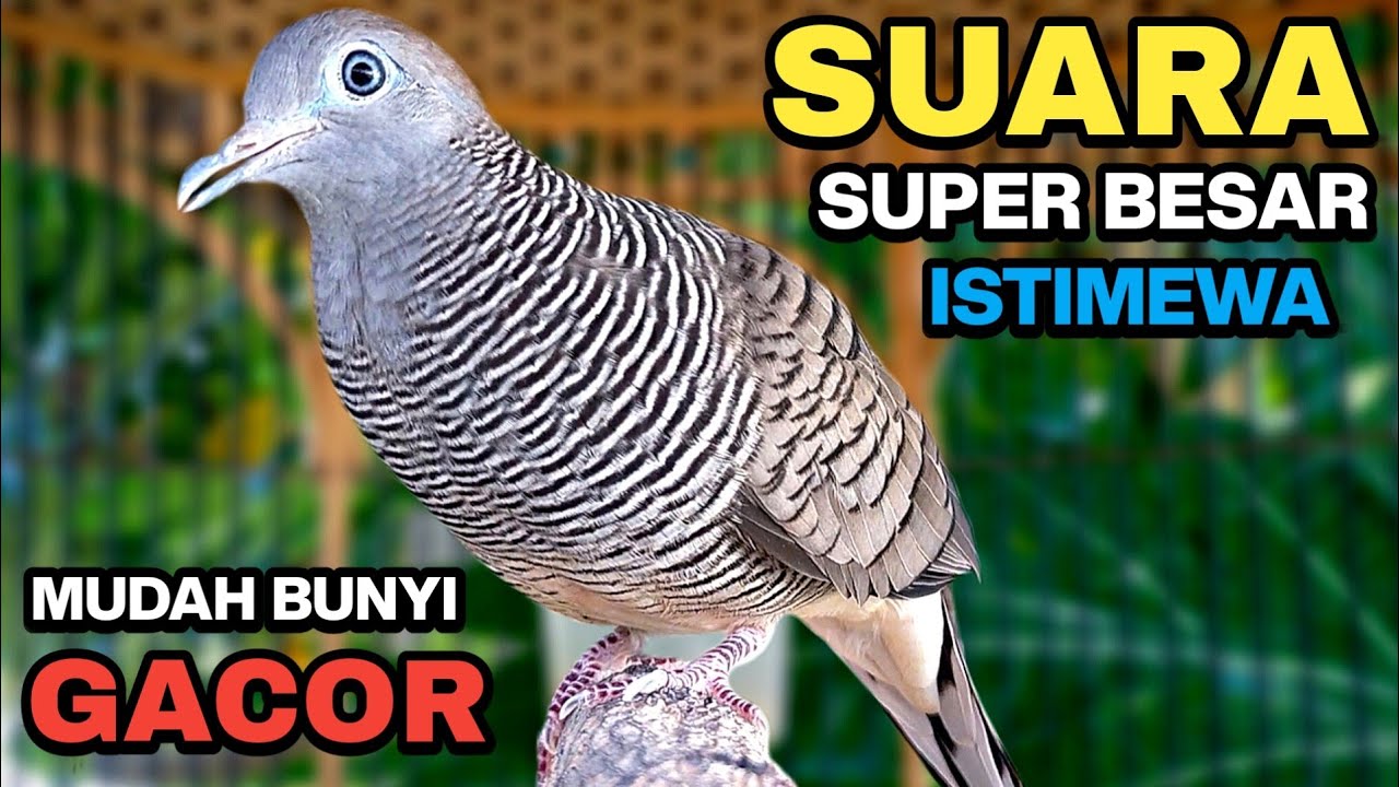 Perkutut Lokal Gacor Suara Kung Besar Pancingan Burung Perkutut Agar Bunyi.