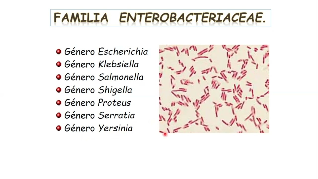 Morfología y nomenclatura bacteriana | Microbiología
