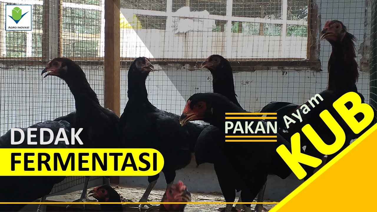 Ternak Ayam Kampung Unggul| Pembuatan Pakan dedak fermentasi untuk ayam KUB petelur maupun pedaging