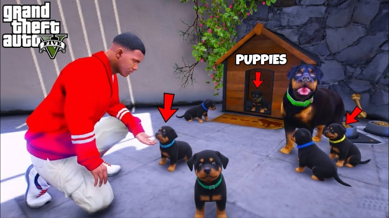 Franklin Found Chop's Secret Puppies in GTA 5 