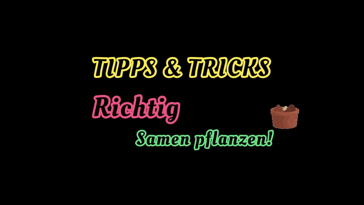 TIPP DER WOCHE: Samen RICHTIG einsetzen - die Serious Seeds Methode