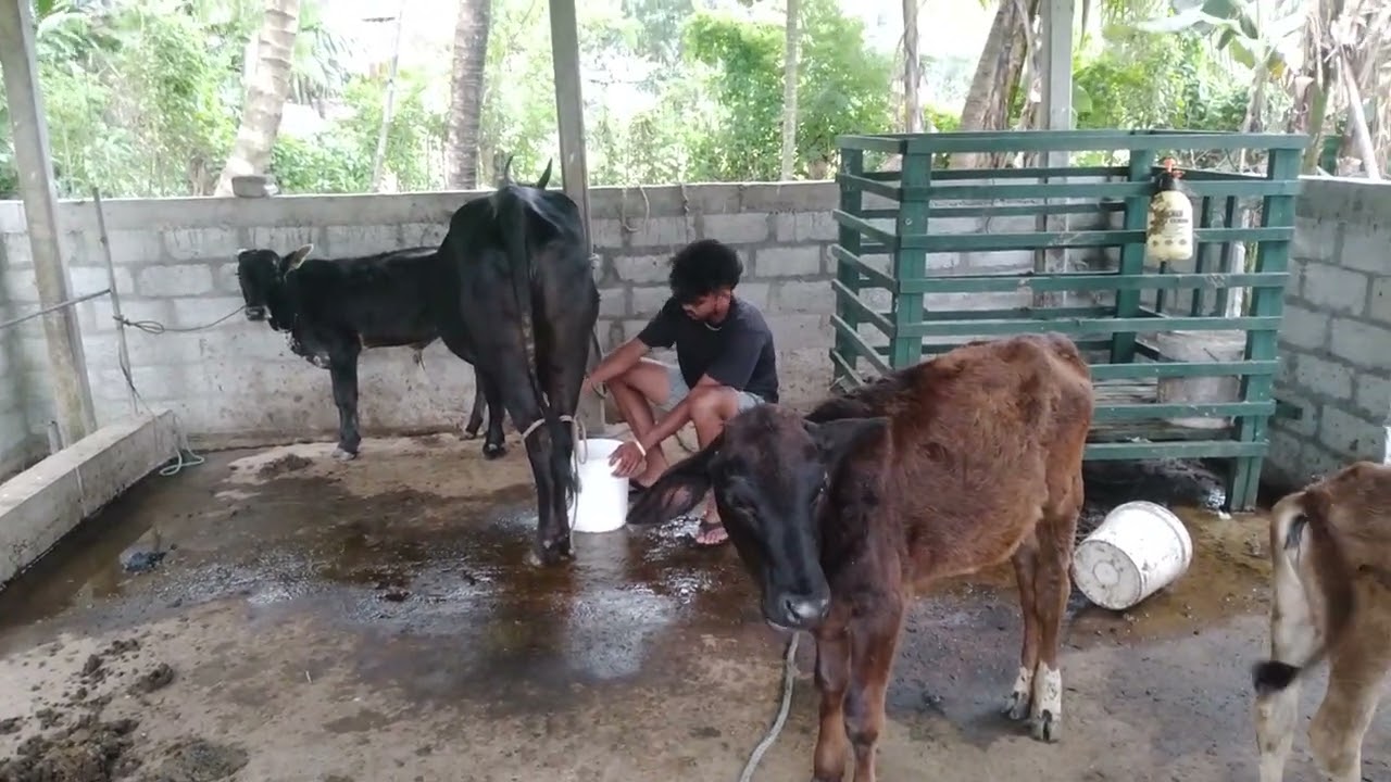 කිරි දූන්නේ් දරුවන්ටයි සිරුරෙන් ඇැගේ...####short##ගව පාලනය...