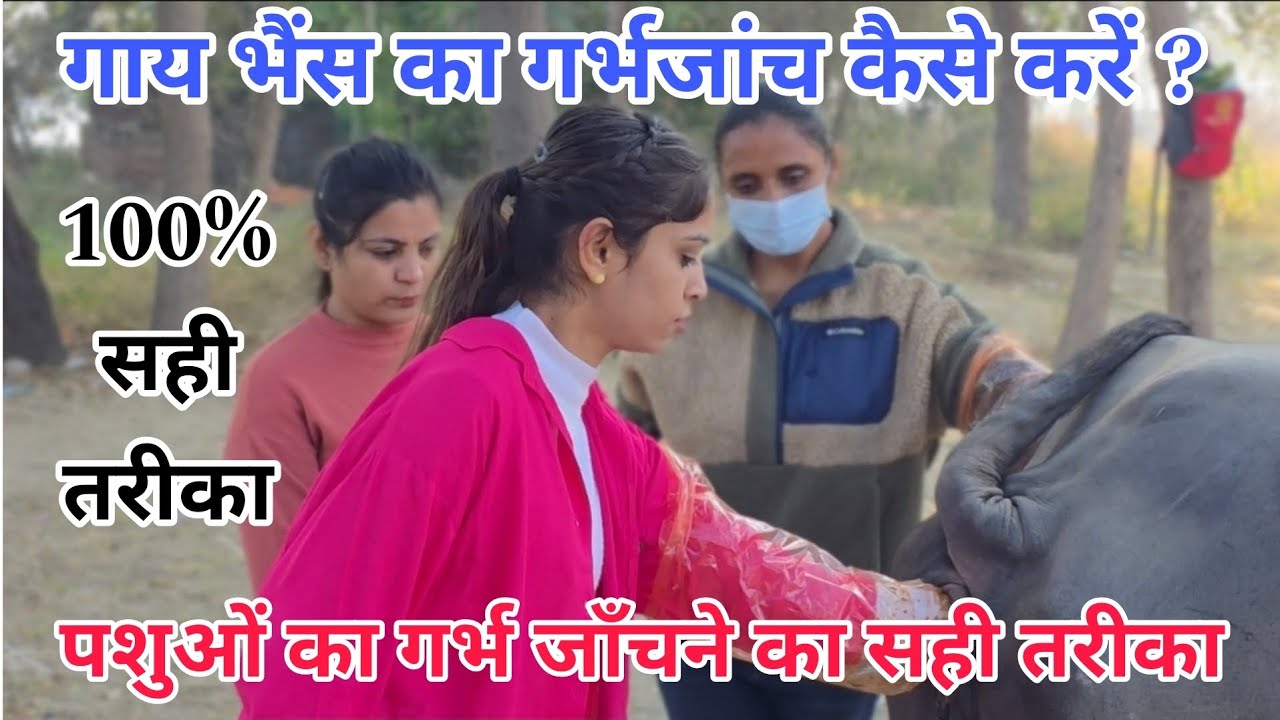 Pregnancy diagnosis in buffalo cow | गाय भैंस का गर्भजांच कैसे करें