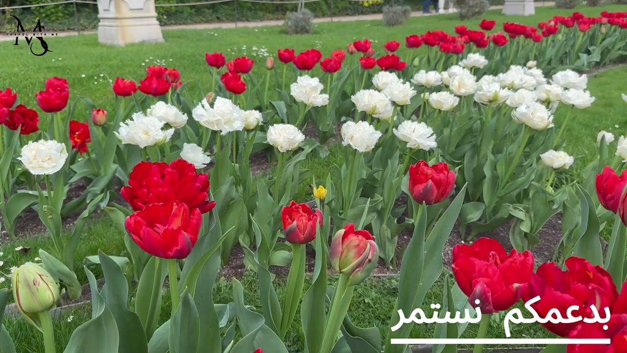 #فيروزيات_الصباح / رحلتنا في حديقة الزهور بمدينة كولن مع اجمل اغاني فيروز بدون اعلانات