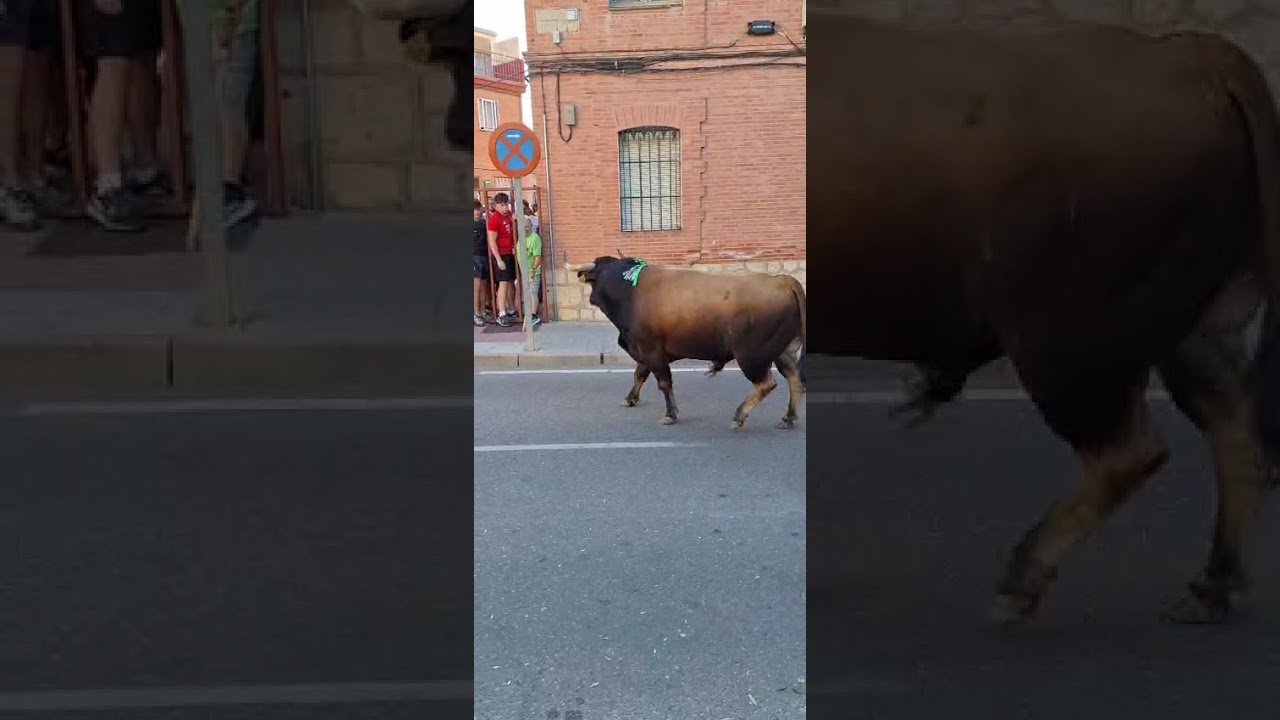 COGIDA EN LOS BARROTES! TUDELA DE DUERO 2025