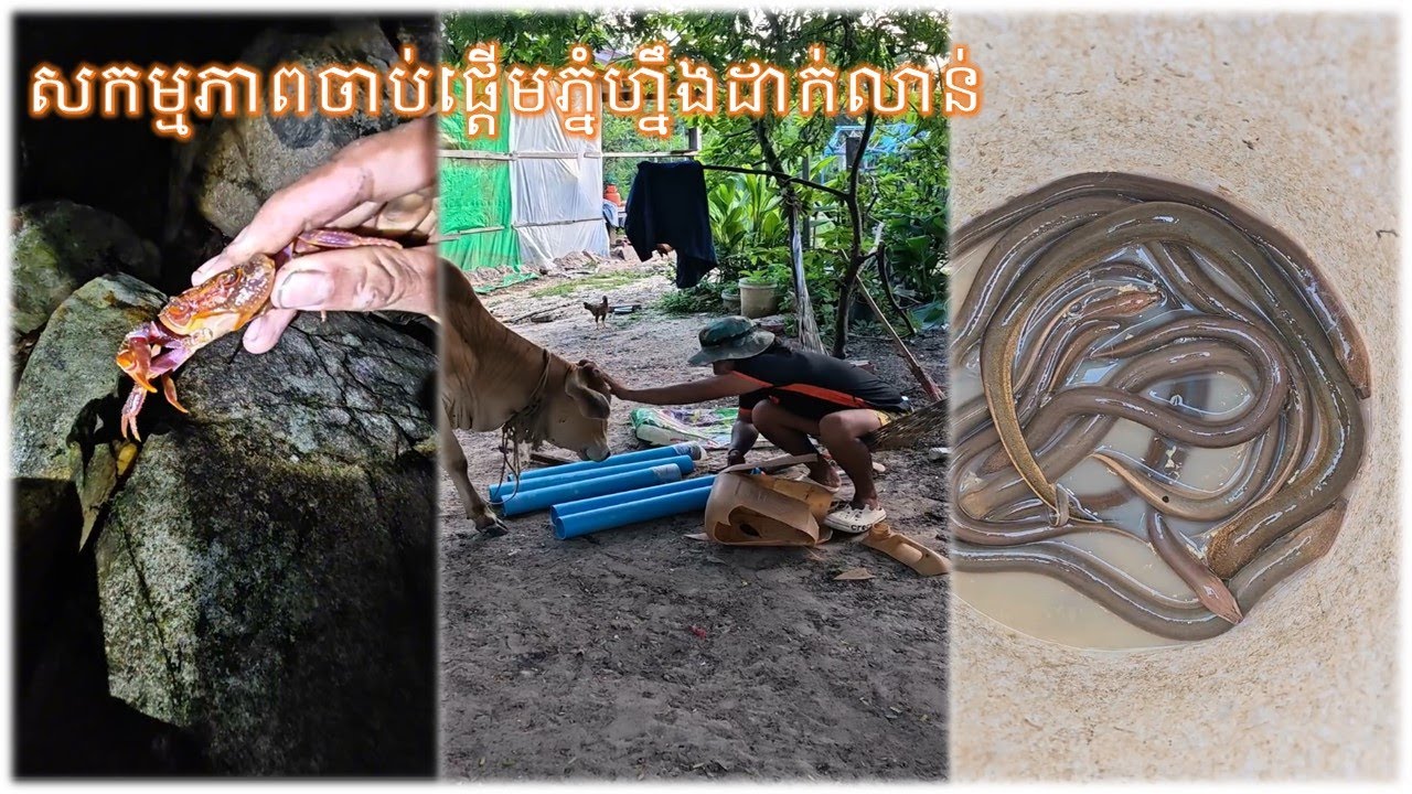 សកម្មភាពចាប់ផ្ដើមភ្នំហ្នឹងដាក់លាន់