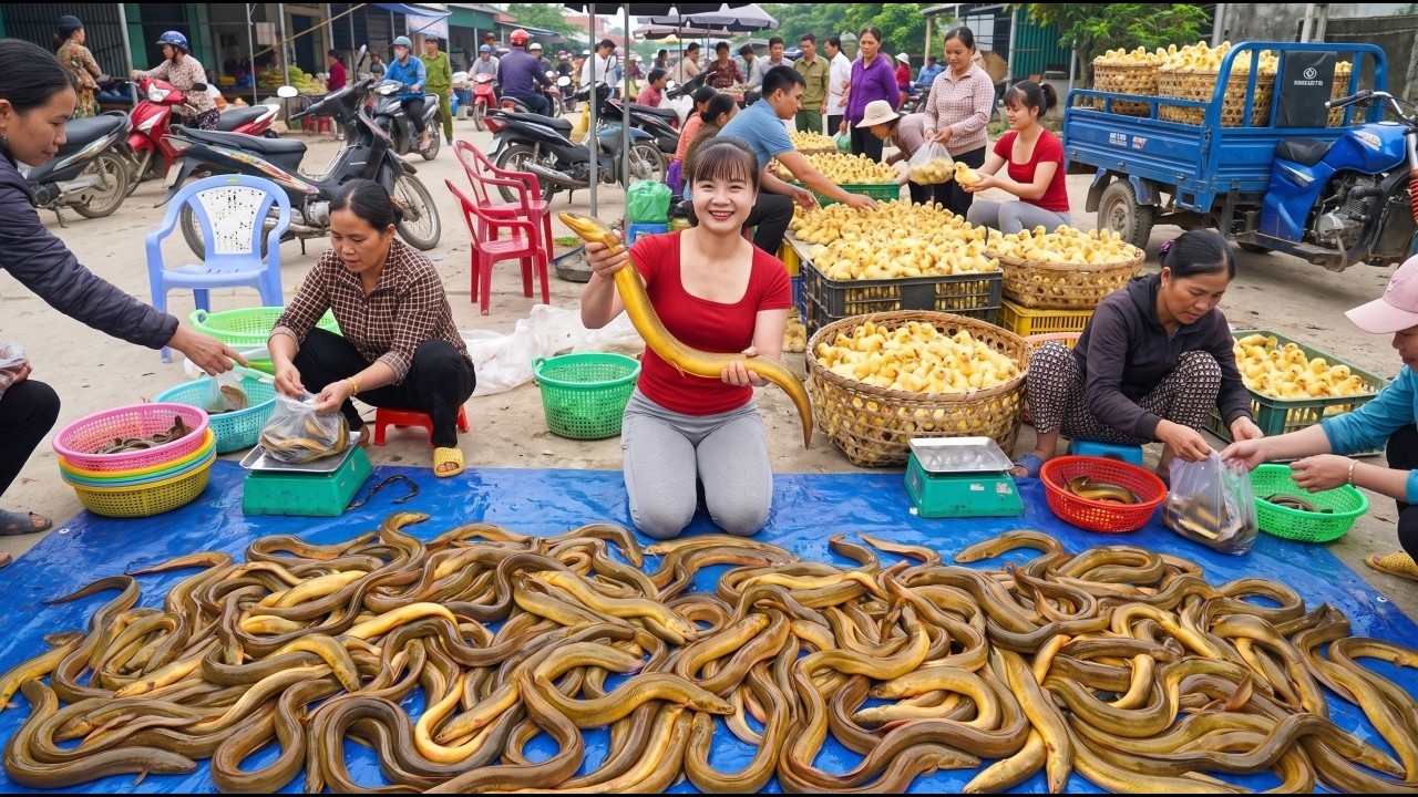 Selling Thousands Of Giant Eels At The Village Market | Buying Hundreds Of Ducklings For The Farm