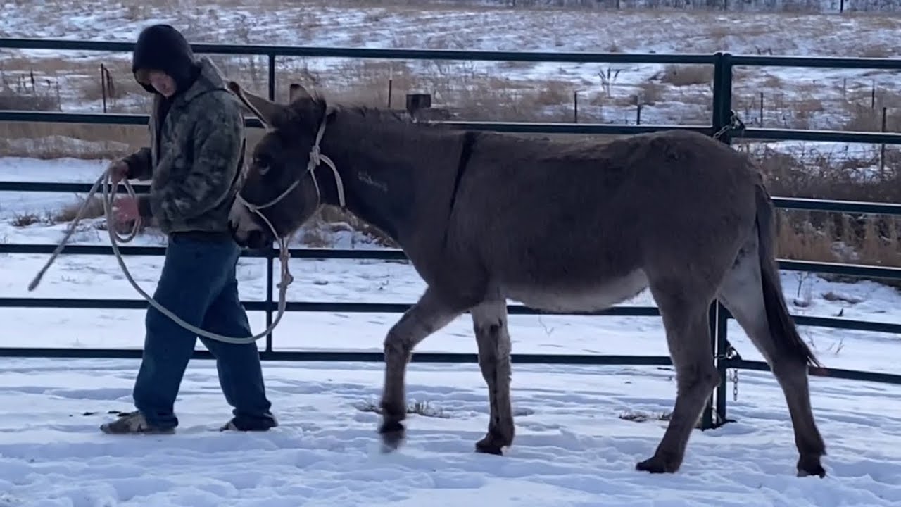 Leading training wild donkey Velma
