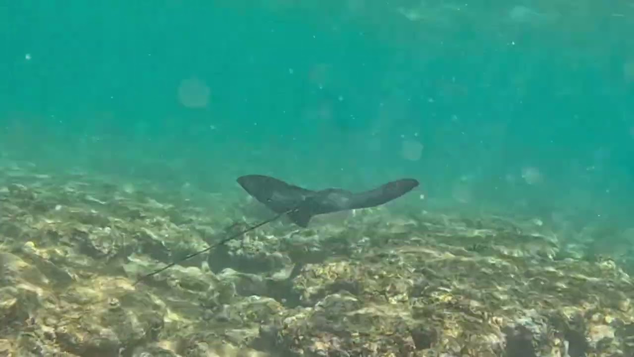 Snorkeling the shallows at Puako, Hawaii Island
