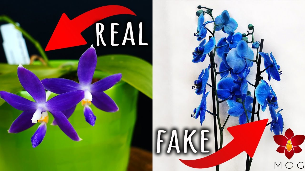 Вы знали, что эти орхидеи — поддельные? 🤔 | Орхидеи, которых на самом деле не существует! 🤯