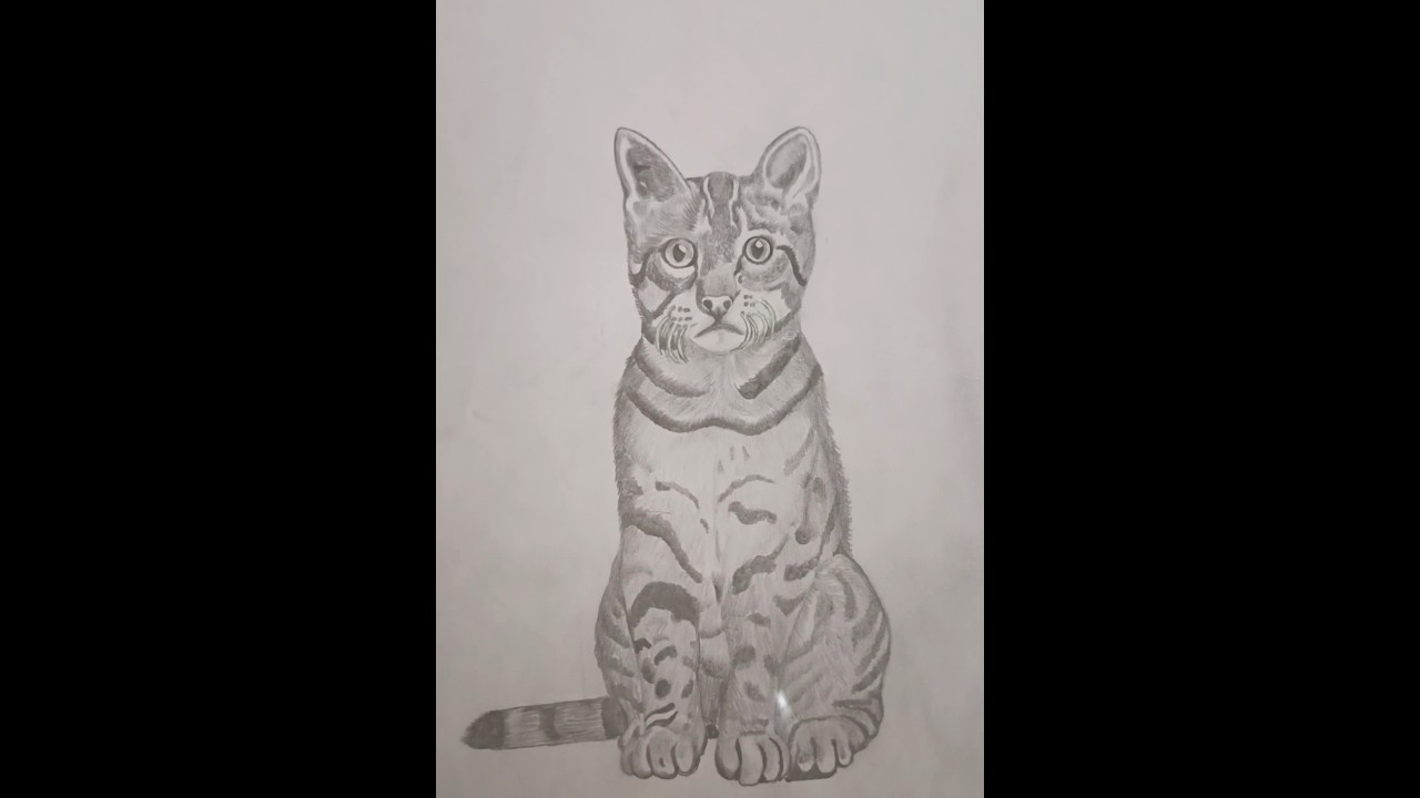 how to draw a cat in a simple way #drawing #instadraw #drawwithme #art #cat #easydrawing