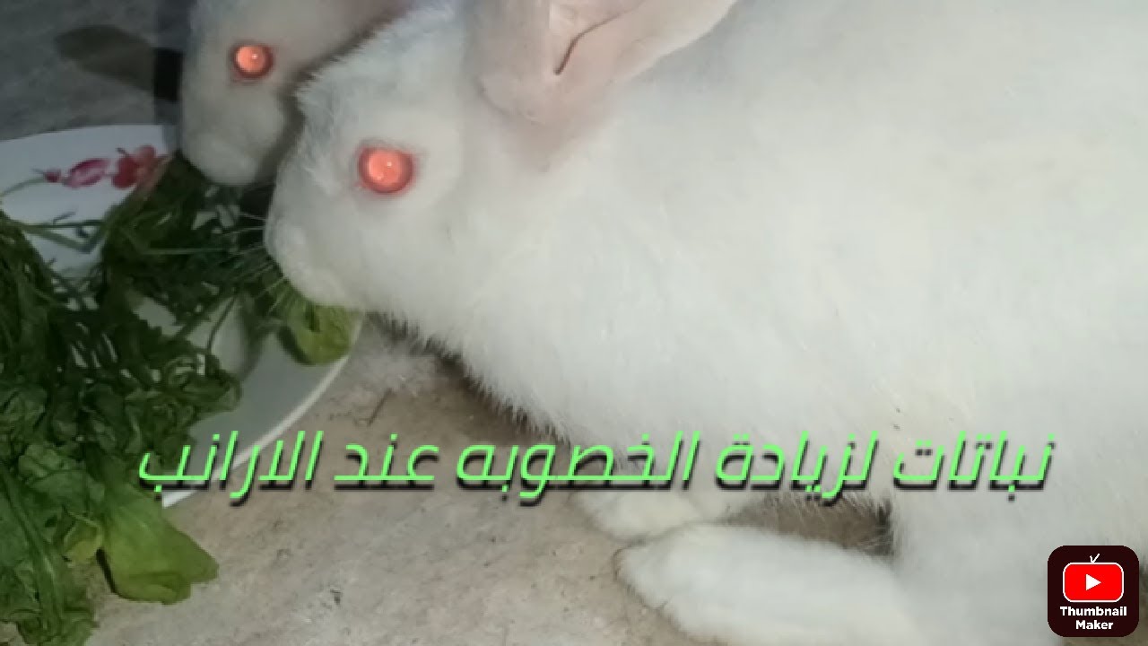 أعشاب لزيادة الخصوبه عند الارانب #سلسلة تربية الأرانب للمبتدئين