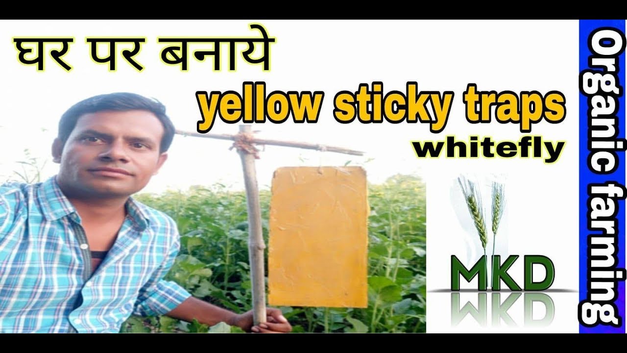 सफ़ेद मक्खी और मच्छर से छुटकारा पाने का सबसे सस्ता जैविक तरीका | How to Make Yellow Sticky Traps