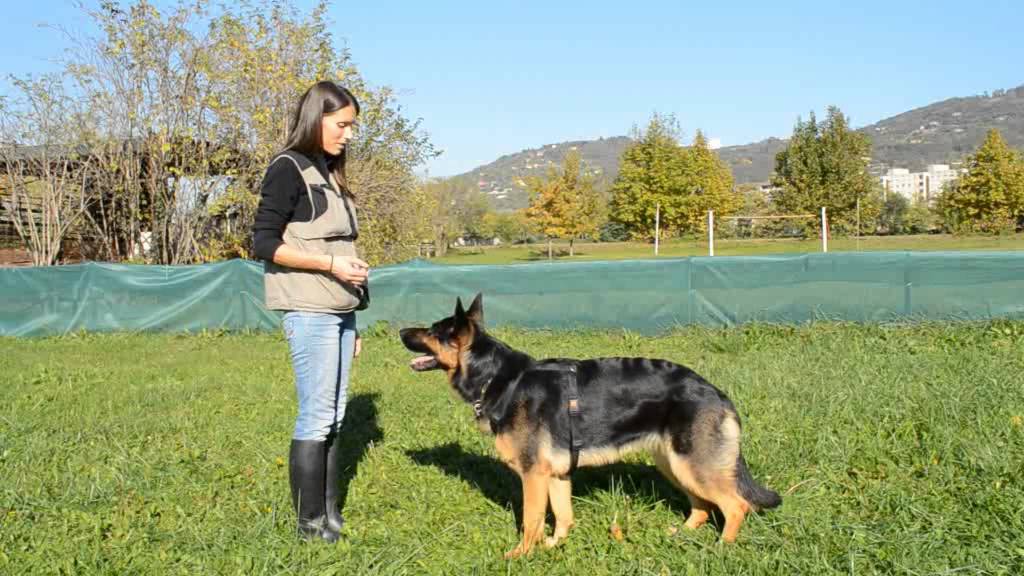 La comunicazione chiara con il cane: il linguaggio del corpo 1° step verso la comprensione vocale