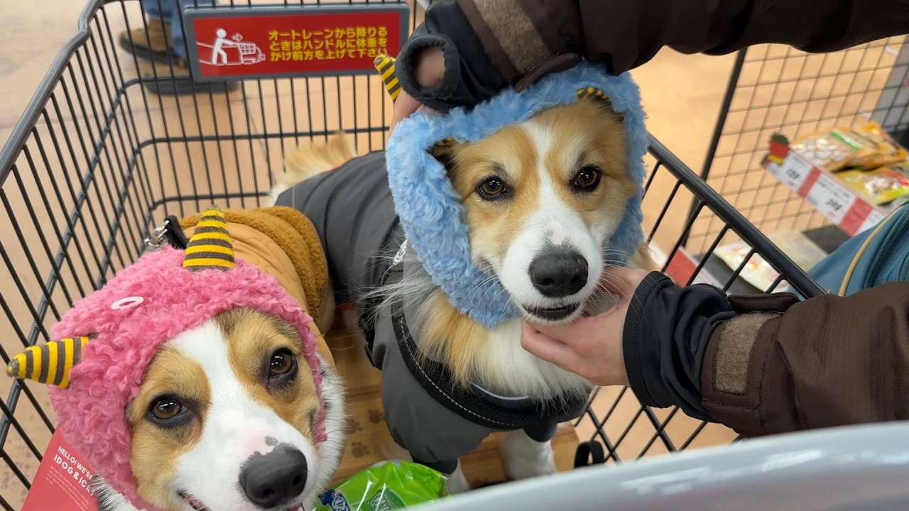 毎日「棒運び」を頑張る犬に、『新しい帽子』をプレゼントした結果…