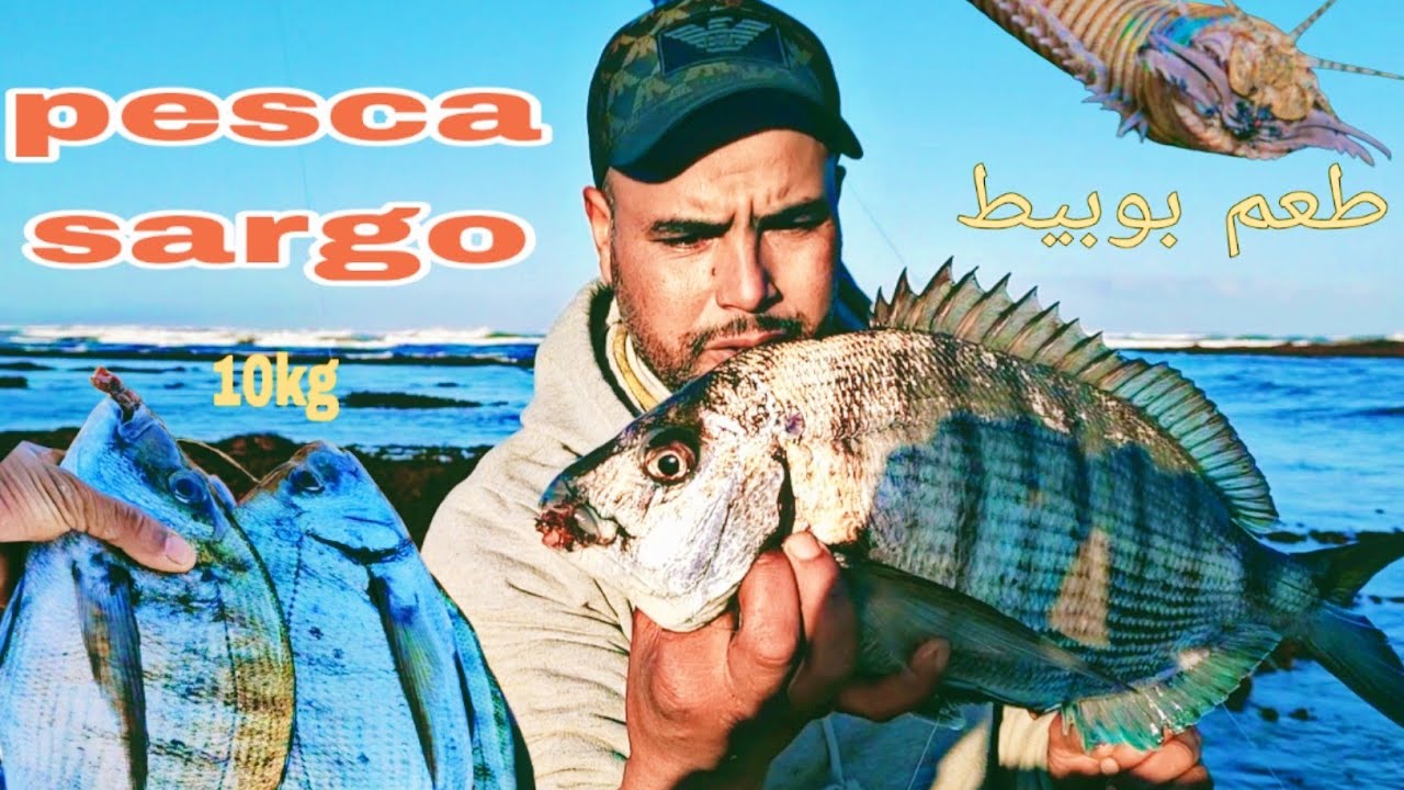 بوبيطة وحدة  صيدنا بيها 10kg أسماك الشرغو🐟