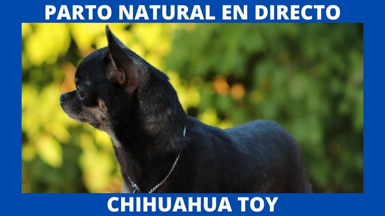 ❤️PARTO Chihuahua☀️GIVING BIRTH Chihuahua❤️