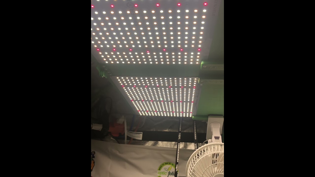 @SpiderFarmerLED Sf-7000 and Twin Sf-1000&rsquo;s