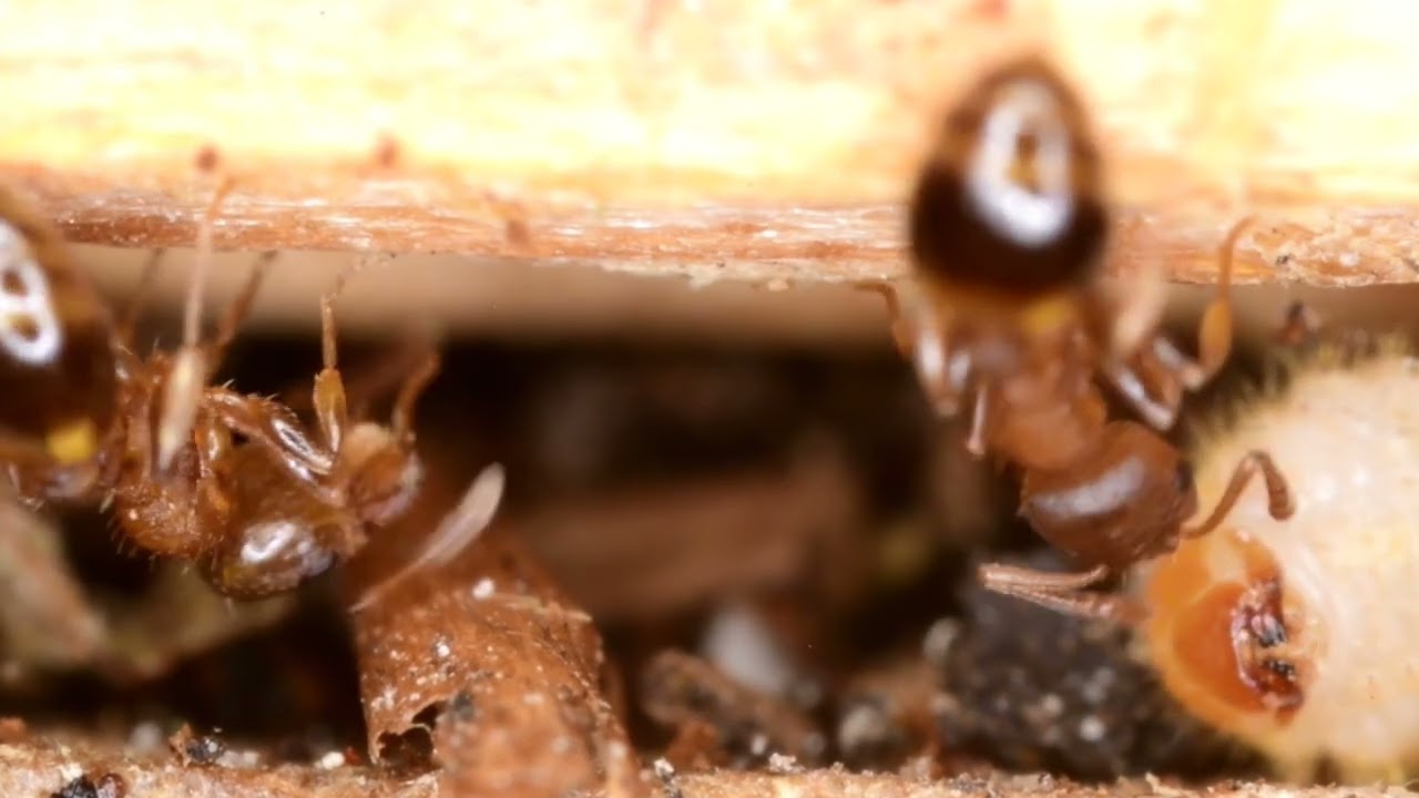 Temnothorax nylanderi, meine 
