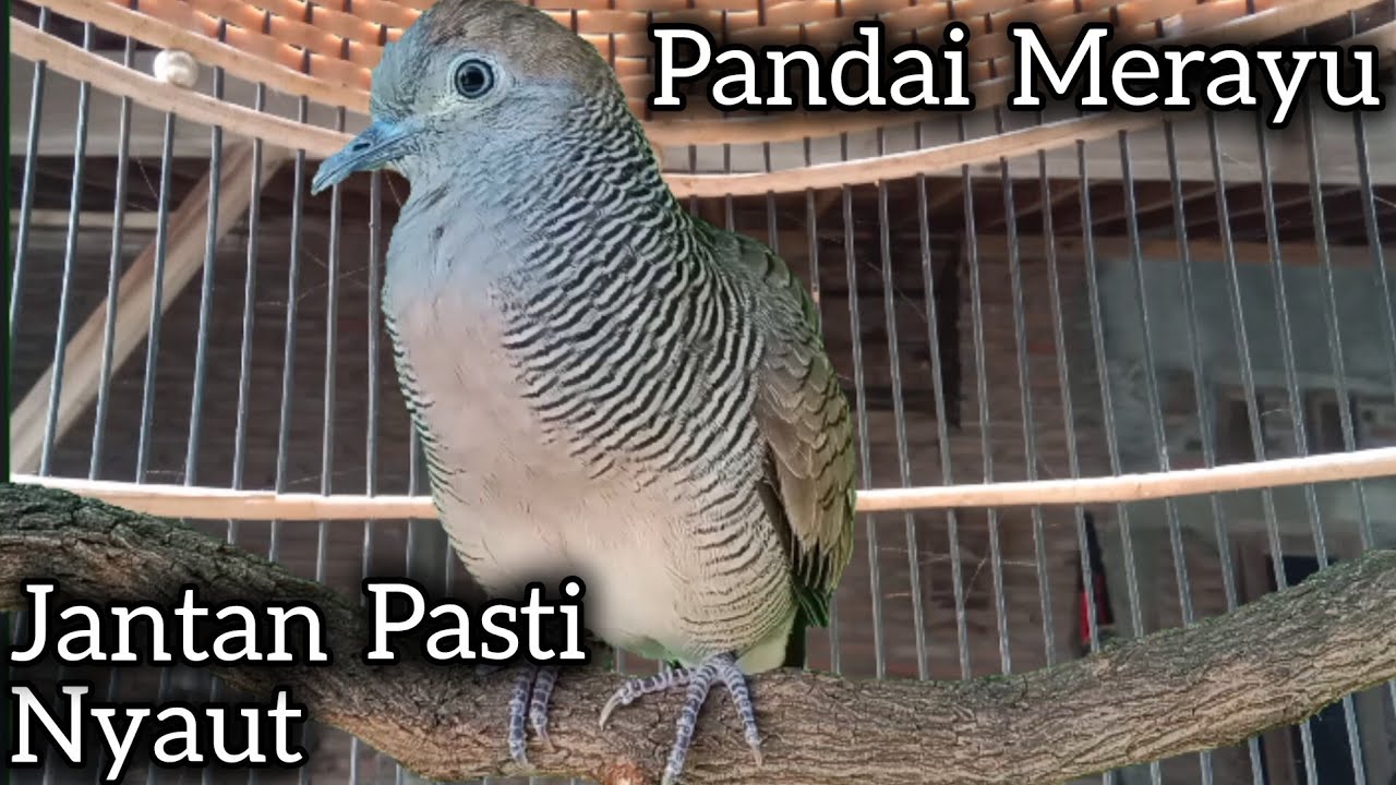 PANCINGAN PALING DISUKAI PERKUTUT BIKIN RAJIN BUNYI GACOR. 