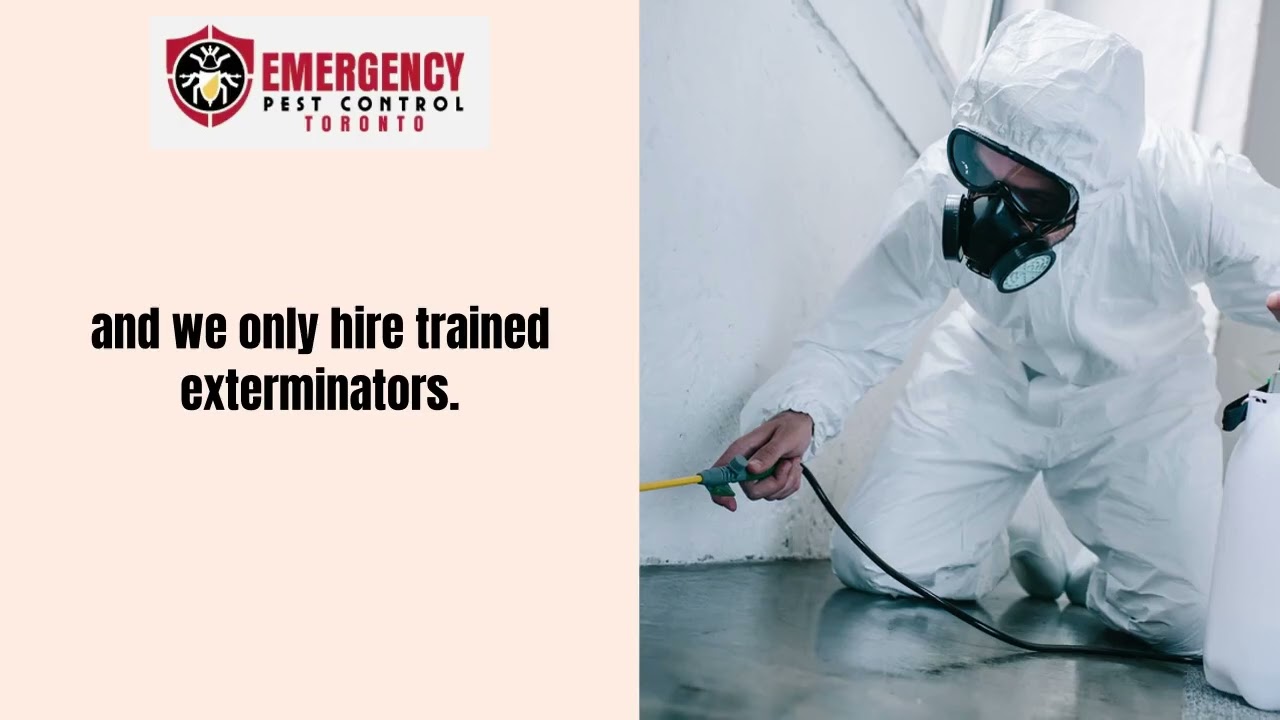 Pest Control Service- Toronto Emergency Pest Control