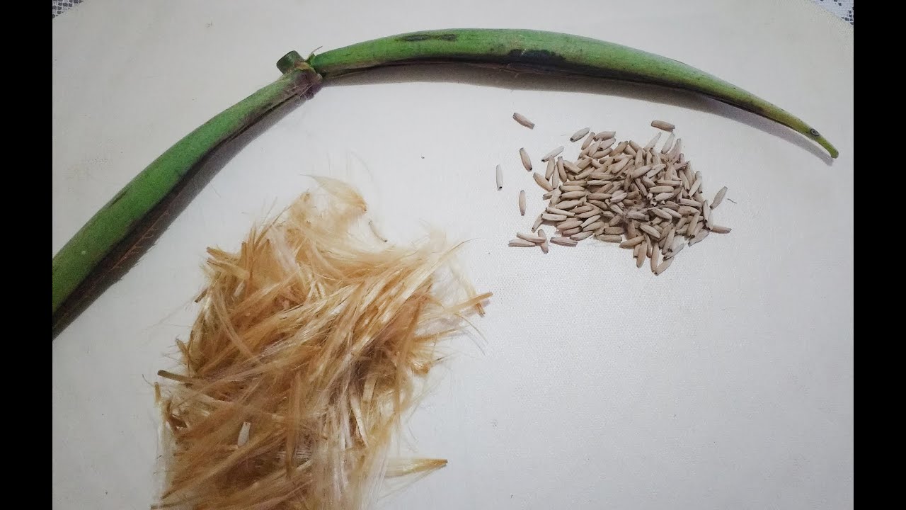Como colher as Sementes das Rosas do Deserto que estão nas vagens - pod seeds adenium