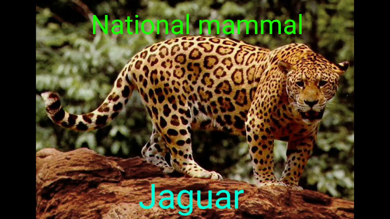 Mexico national symbols