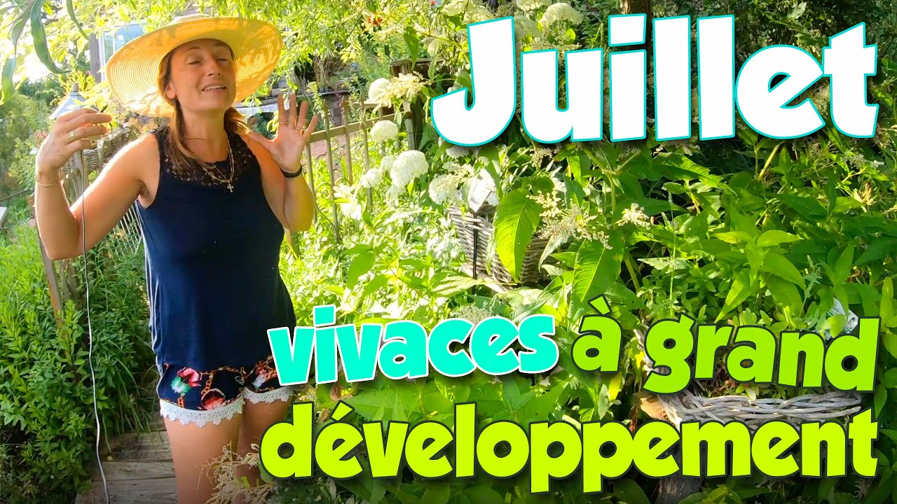 Plantes vivaces à grand développement - Pépinière de plantes vivaces en Auvergne