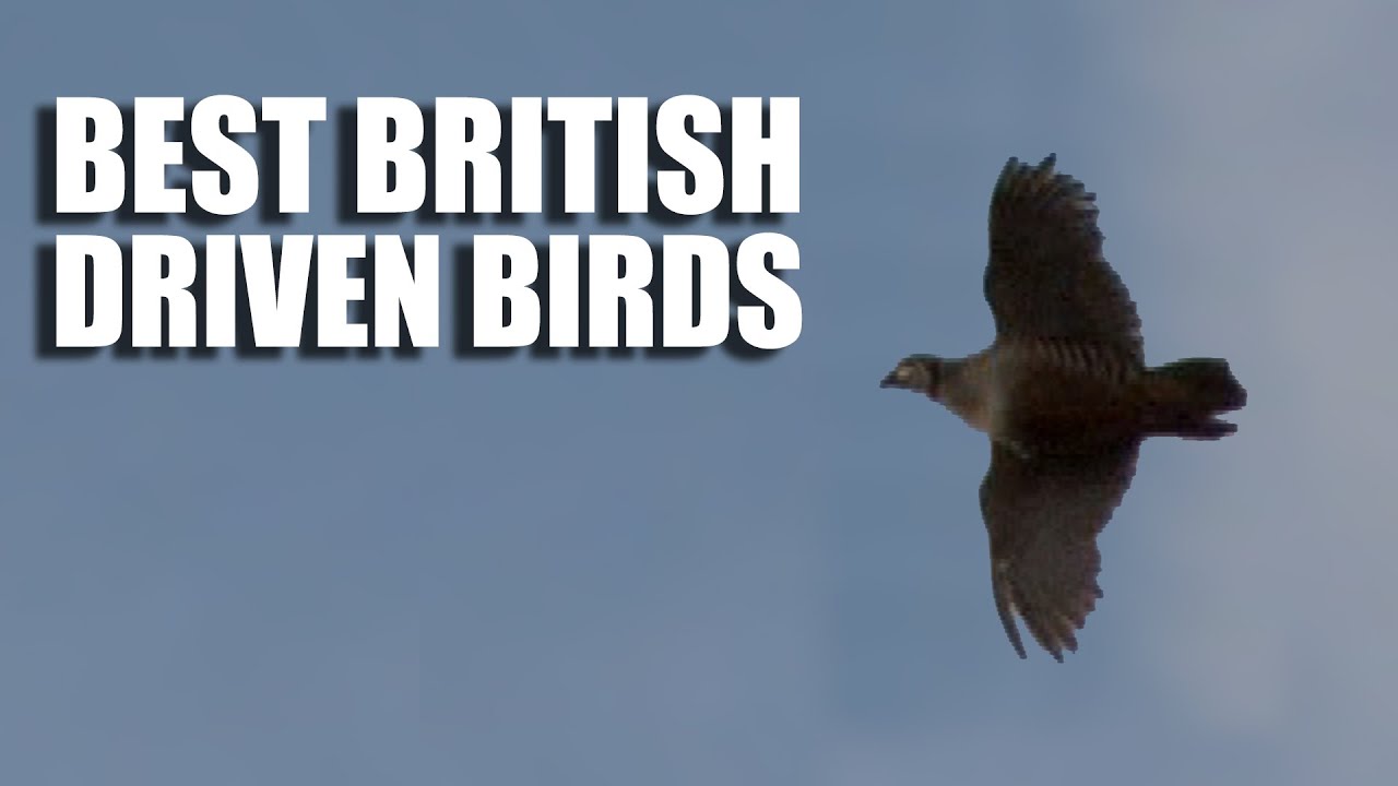 Best British Driven Bird Shooting