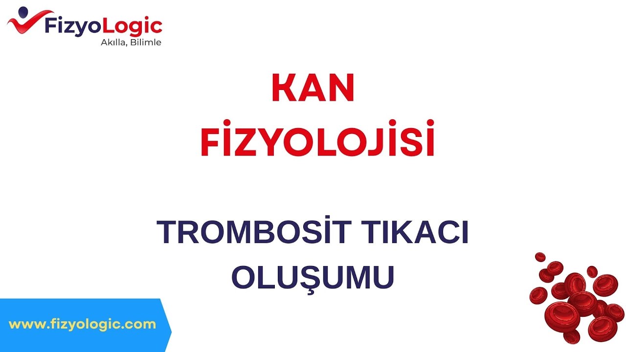 Fizyologic Kan Fizyolojisi / Trombosit Tıkacı Oluşumu