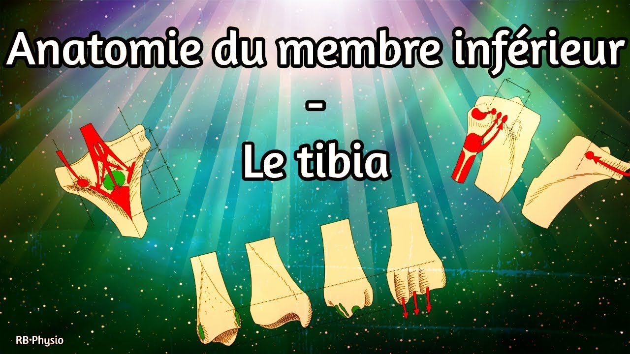 Anatomie du membre inférieur - Le tibia