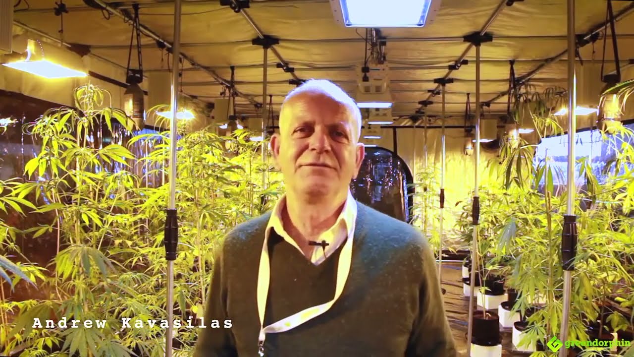 Andrew Kavasilas - Medical Cannabis Limited at HHI Expo Sydney Australia #tnbnaturals