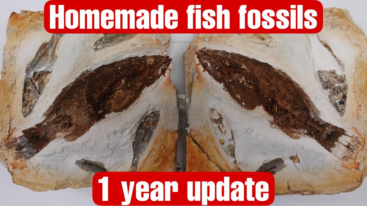 Making Real Fish Fossils In my Basement. 1 Year Update.