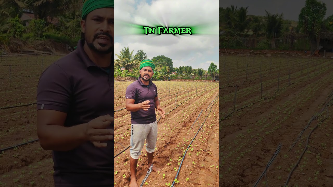 spraying radish cultivation 