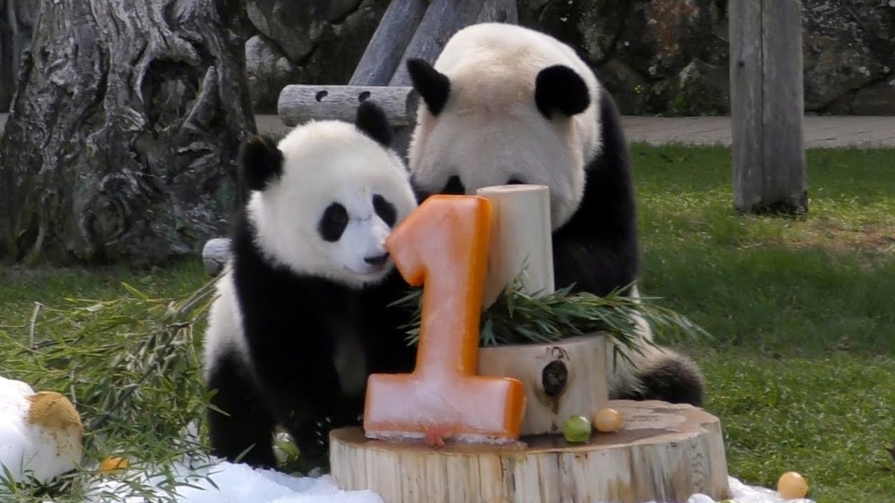 【おめでとう❤】結浜🐼１歳のバースデーパーティ！🎊【ママもお祝い】Giant Panda -Yuihin-☆Happy 1st Birthday party♪