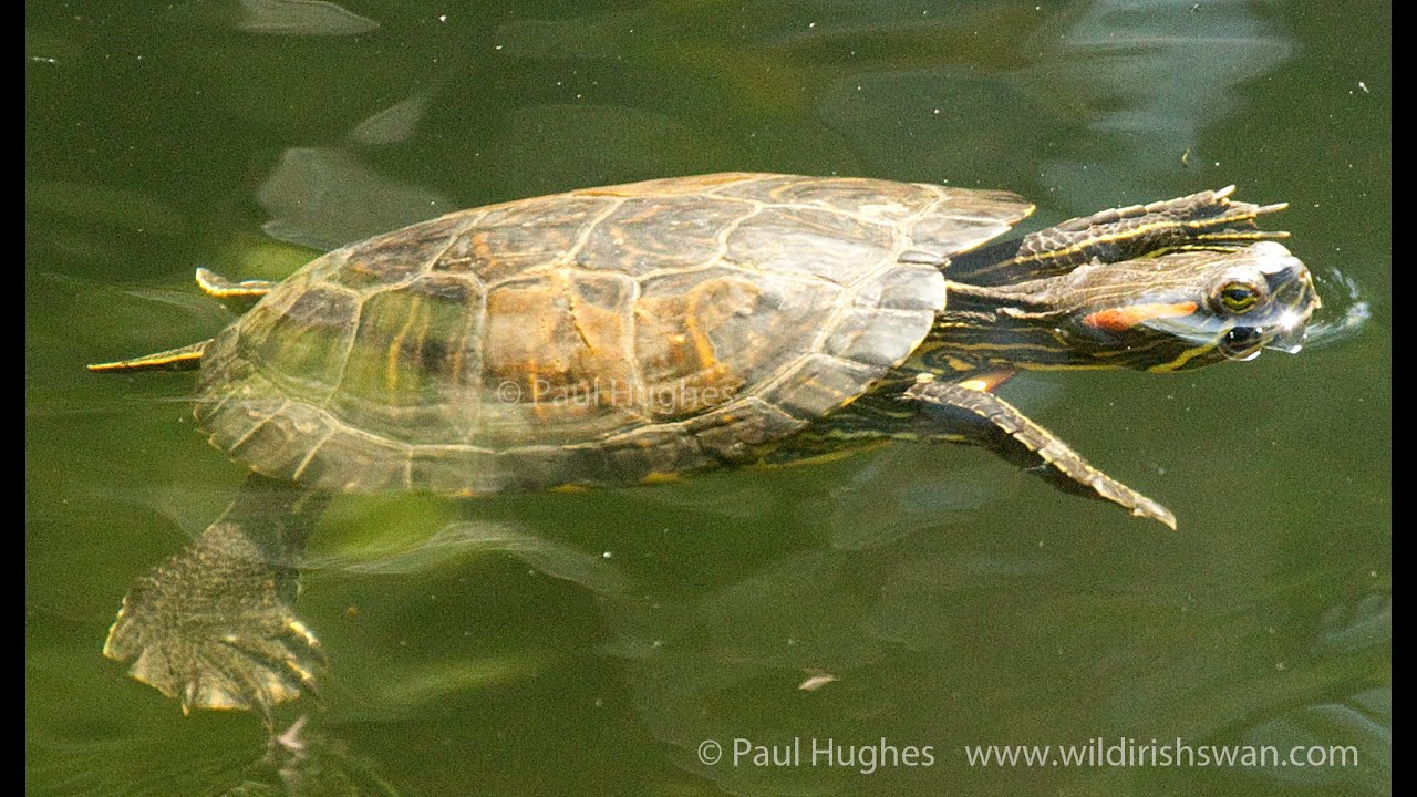 Turtle Living In The Royal Canal In Clonsilla In Dublin Ireland