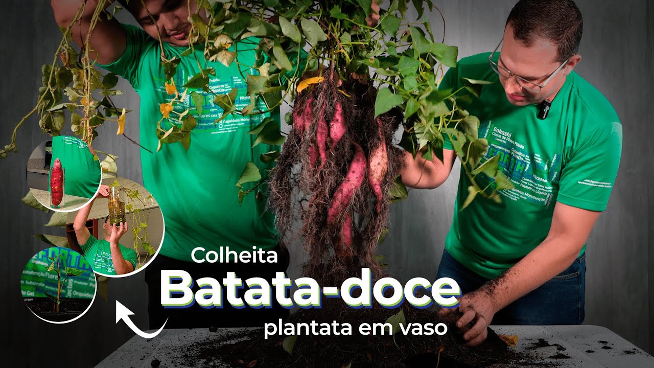 Como plantar batata doce em vaso!