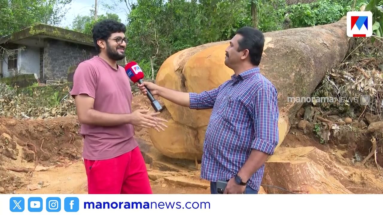 കോട്ടയം ജില്ലയിലെ ഏറ്റവും വലിയ ആഞ്ഞിലിമരം ഓർമ്മയായി;130 വർഷം പഴക്കമുള്ള വൃക്ഷമുത്തശ്ശി ചരിഞ്ഞു| Tree
