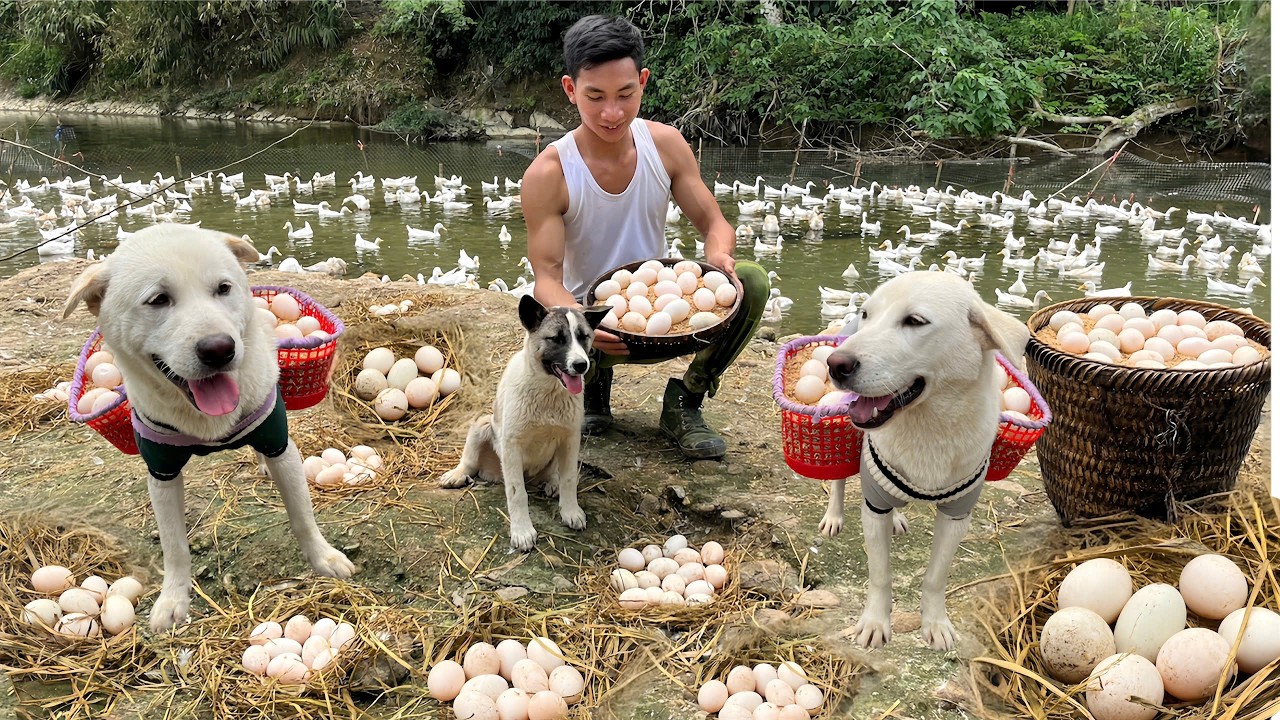 200 Duck Eggs Collected in One Day with My Dogs