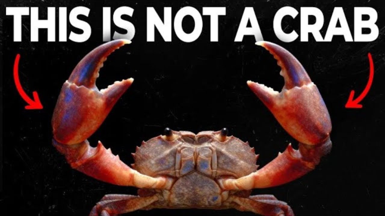 Why Is EVERYTHING Evolving Into Crabs...Here's Why?