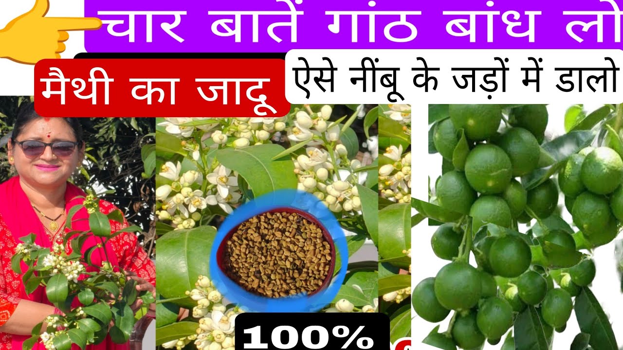 सब कुछ कर लिया फरवरी में भी नींबू में फूल नहीं आए,तुरंत पौधों की जड़ों में यह चीज डालें, ऑर्गेनिक 