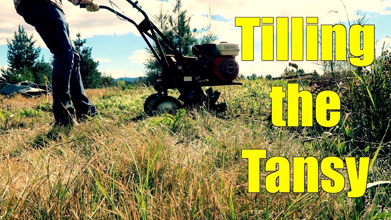 Tilling the Tansy