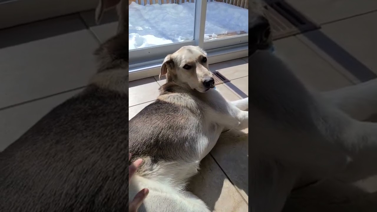 What a Labrador Husky mix looks like 🤗 #shorts #rescue #rescuedog #mixedbreed #labsky #huskador