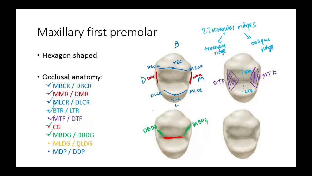 Dental Anatomy: Premolars
