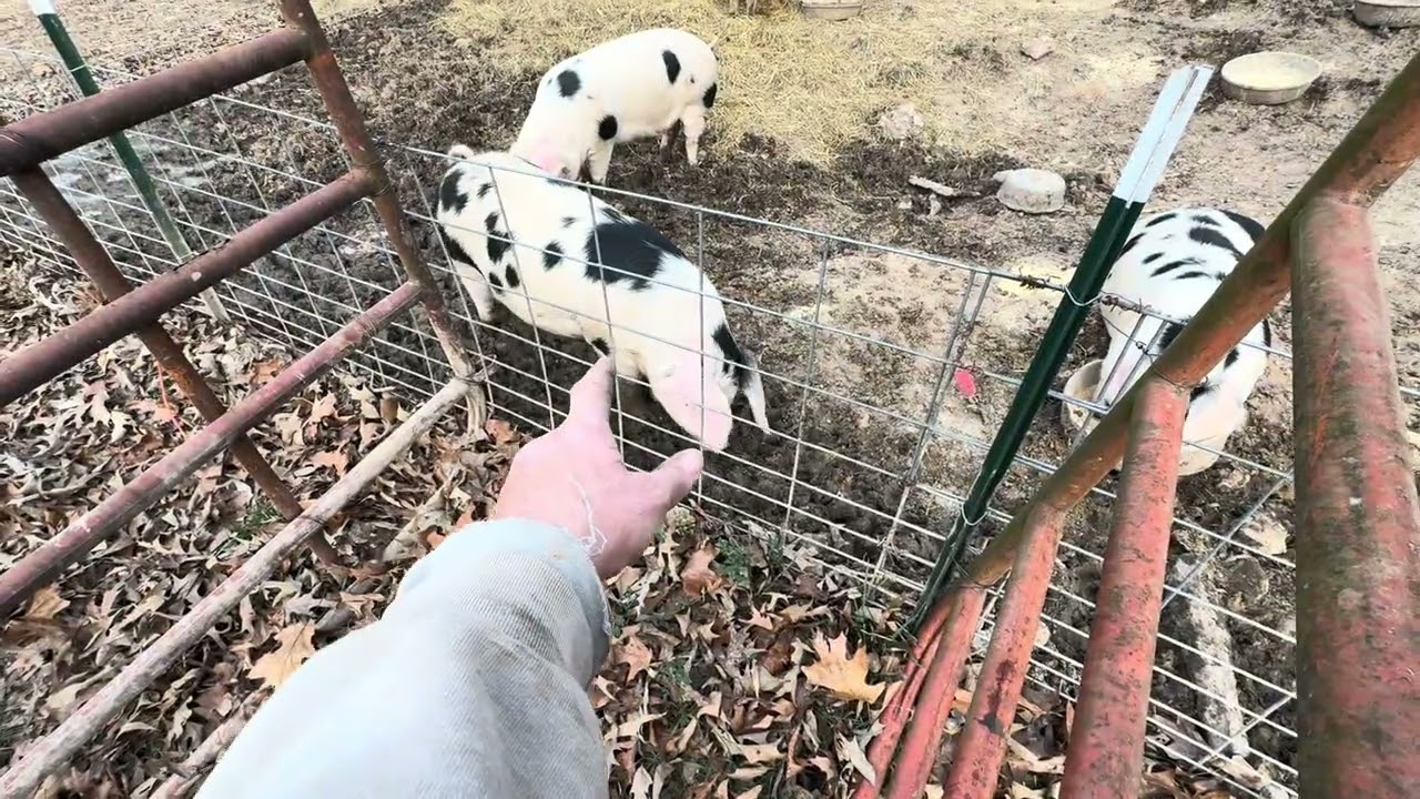 Как легко и без стресса загружать свиней в приют!